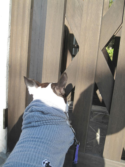 20090315_pups10.jpg