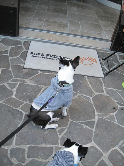 20090315_pups08.jpg
