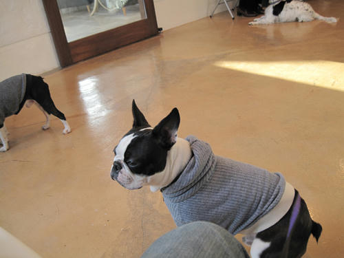 20090315_pups07.jpg