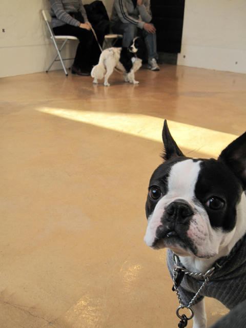 20090315_pups06.jpg