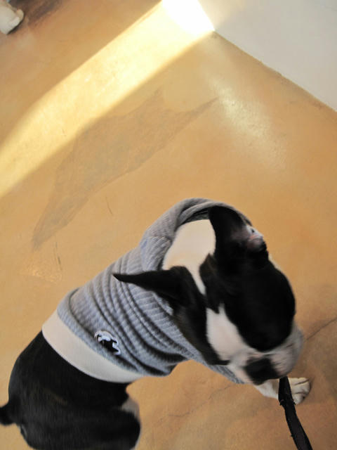 20090315_pups05.jpg