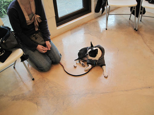 20090315_pups03.jpg