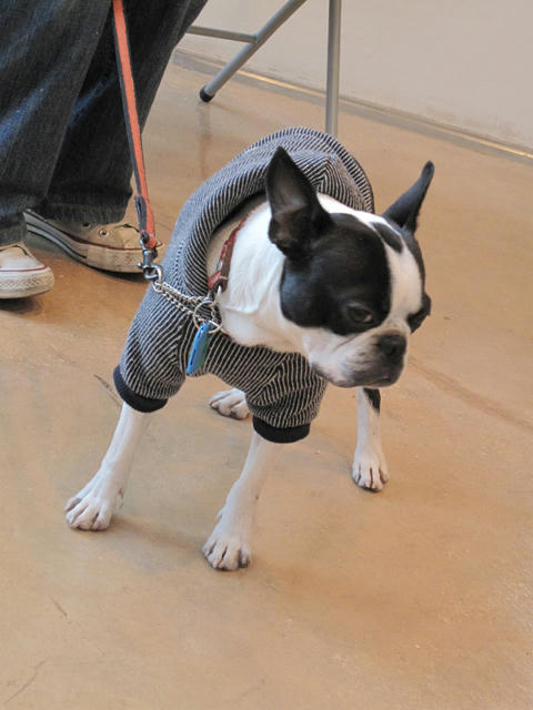 20090315_pups02.jpg