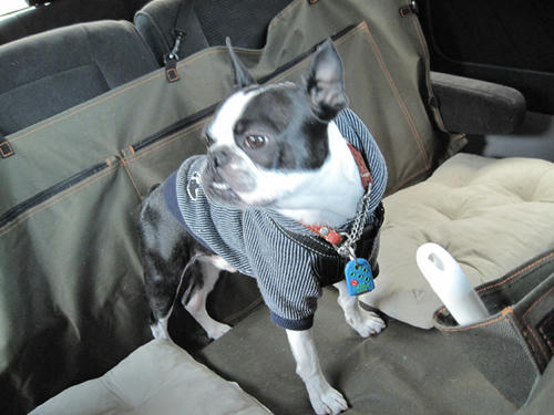20090315_pups13.jpg