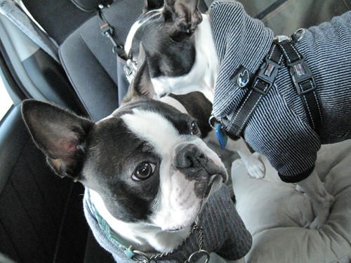 20090315_pups12.jpg