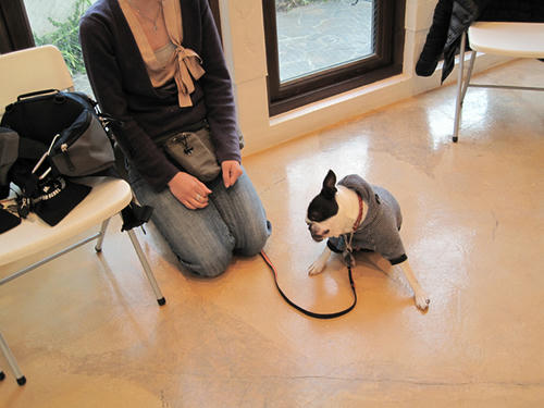 20090315_pups04.jpg
