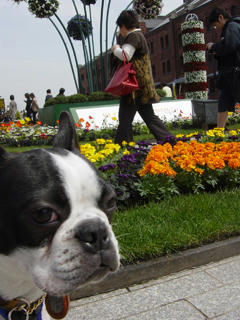FrowerGarden2.jpg