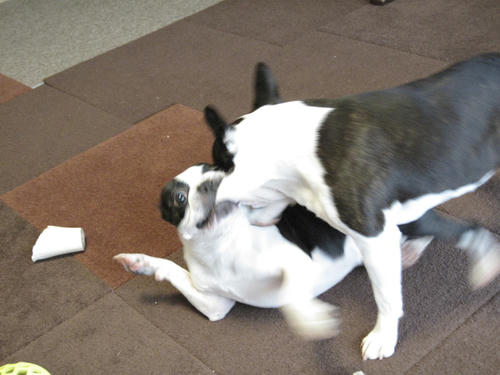 20090320_morning04.jpg