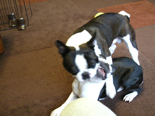 20090320_morning05.jpg