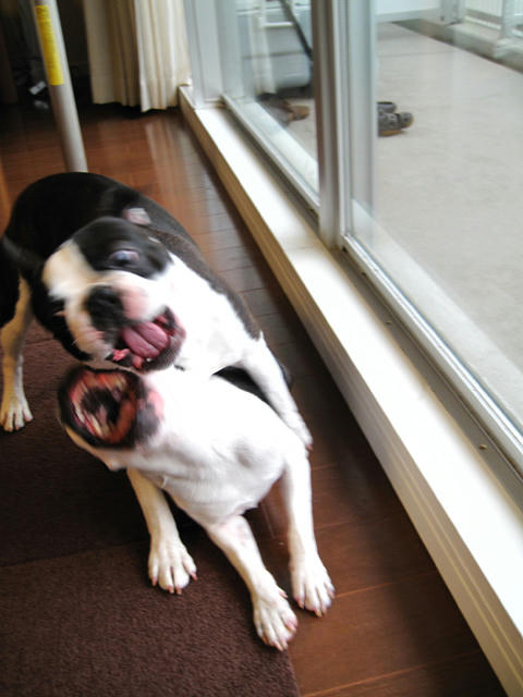 20090320_morning08.jpg