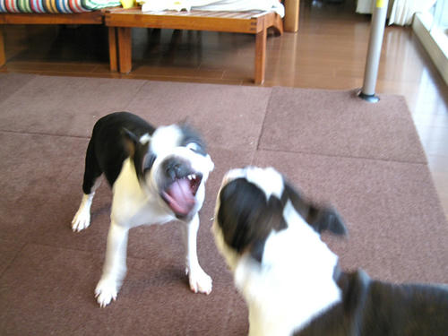 20090320_morning09.jpg