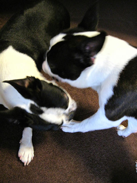 20090320_morning11.jpg