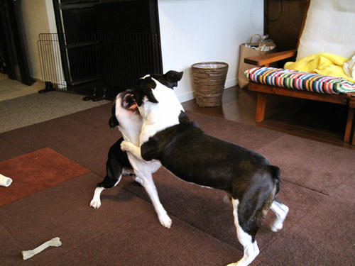 20090320_morning12.jpg