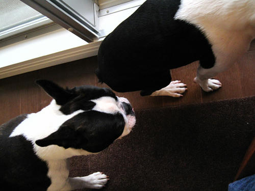 20090320_morning16.jpg