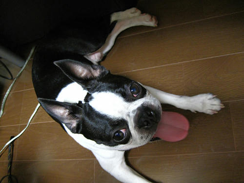 20090320_morning17.jpg