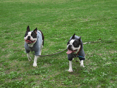 20090328_rinkopark03.jpg