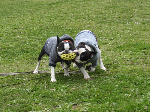 20090328_rinkopark04.jpg