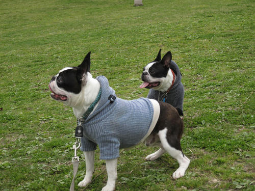 20090328_rinkopark05.jpg