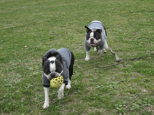 20090328_rinkopark07.jpg