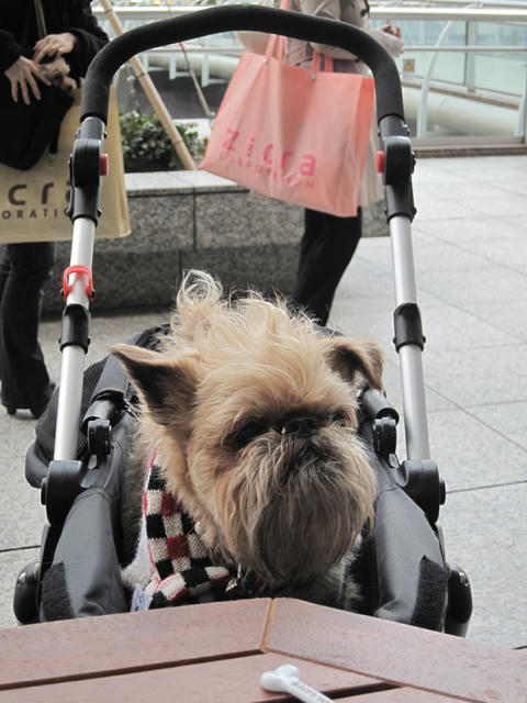 20090328_den03.jpg