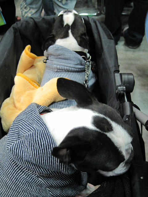 20090328_den08.jpg