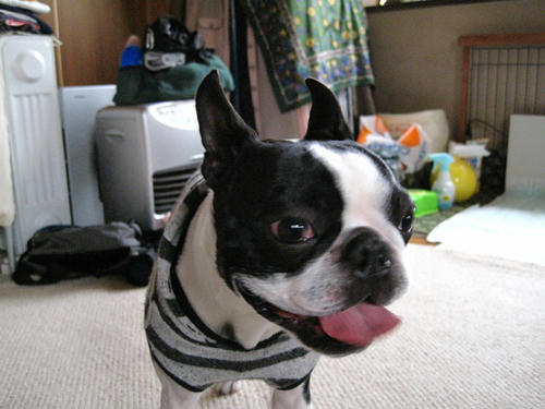 20090404_sanokoji07.jpg