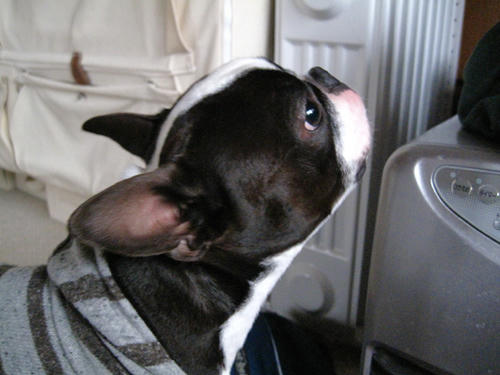 20090404_sanokoji12.jpg