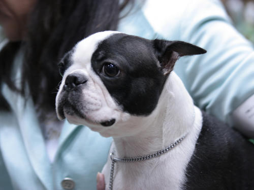 20090405_dogshow01.jpg