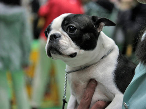 20090405_dogshow02.jpg