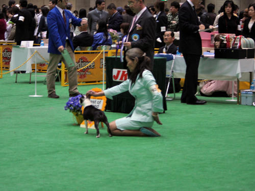 20090405_dogshow03.jpg