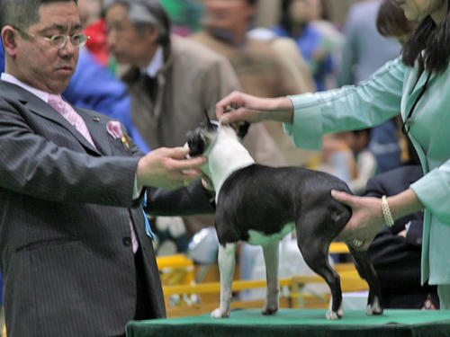 20090405_dogshow04.jpg
