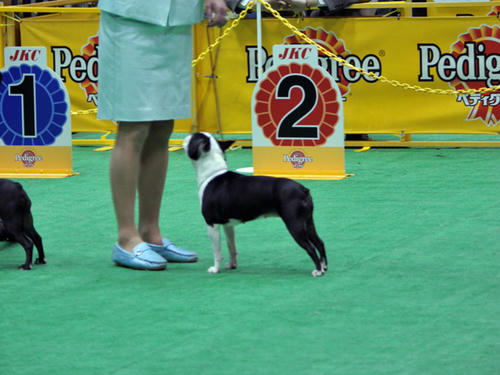 20090405_dogshow06.jpg