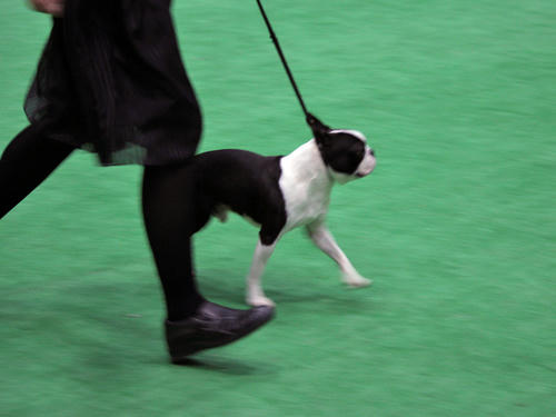 20090405_dogshow11.jpg