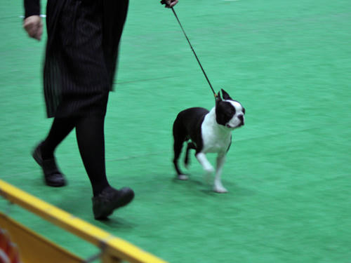 20090405_dogshow12.jpg