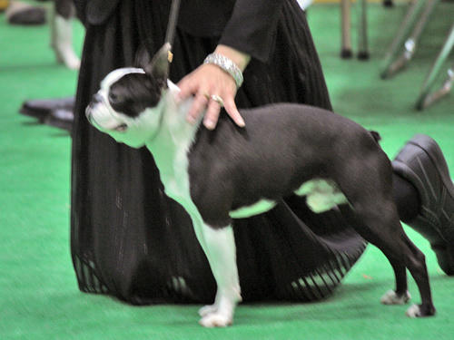 20090405_dogshow14.jpg