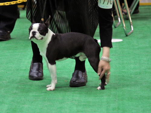 20090405_dogshow17.jpg