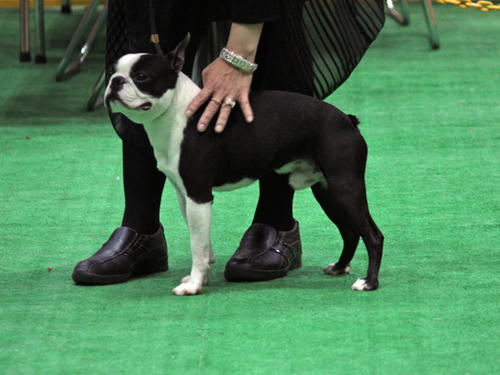 20090405_dogshow18.jpg