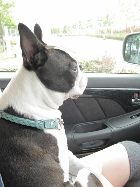 20090405_dogshow21.jpg
