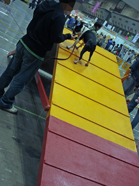 20090405_dogshow26.jpg