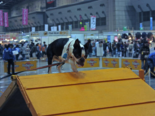 20090405_dogshow28.jpg