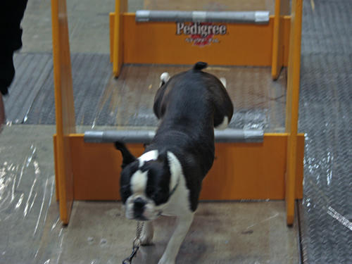 20090405_dogshow29.jpg