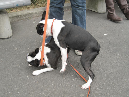 20090405_frander06.jpg