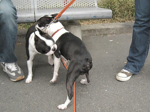20090405_frander07.jpg