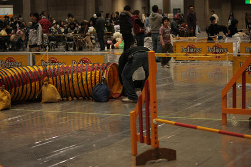 20090405_dogshow35.jpg