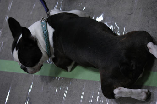 20090405_dogshow36.jpg