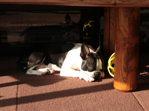 20090409_morning01.jpg