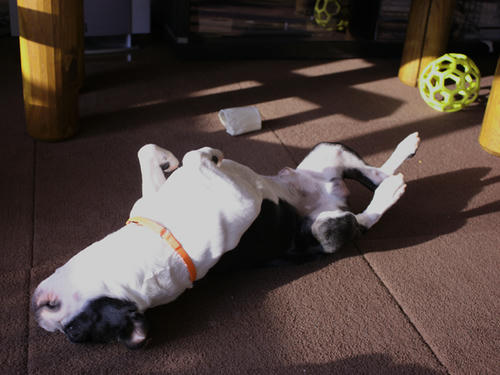 20090409_morning04.jpg