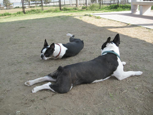 20090411_jonanjima03.jpg