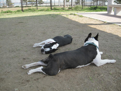 20090411_jonanjima04.jpg
