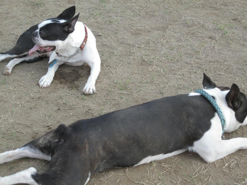 20090411_jonanjima05.jpg